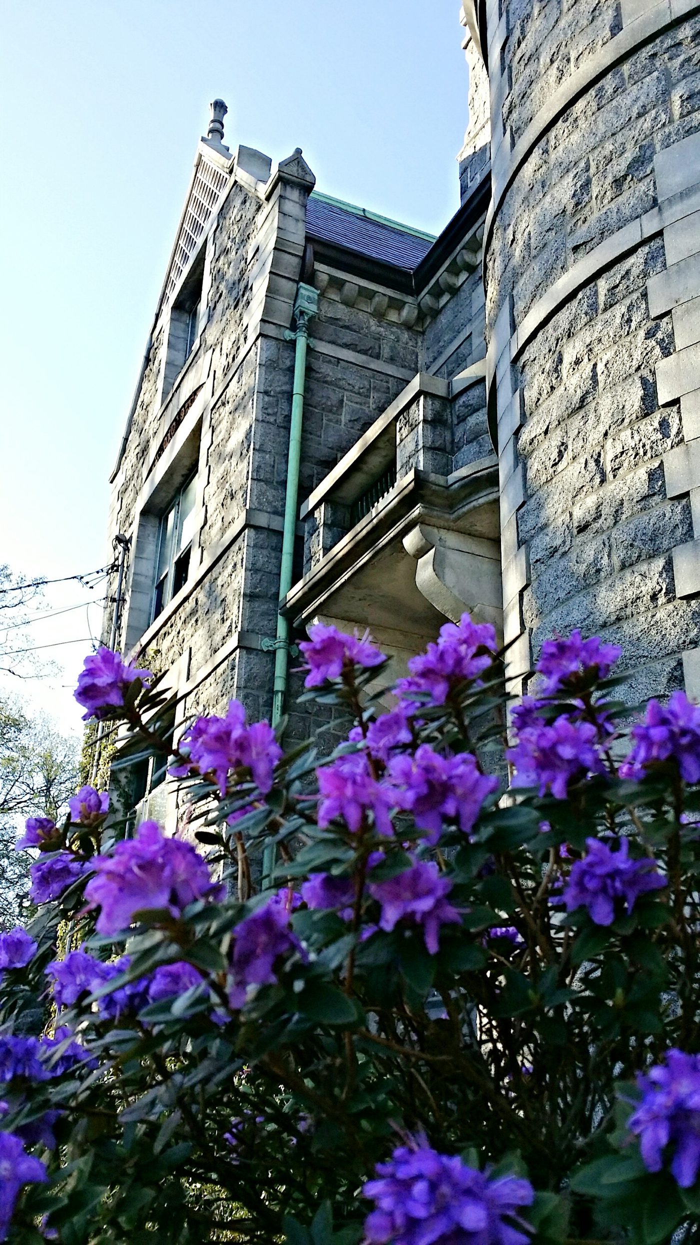 The tower and a gable above purple rhododendron in bloom