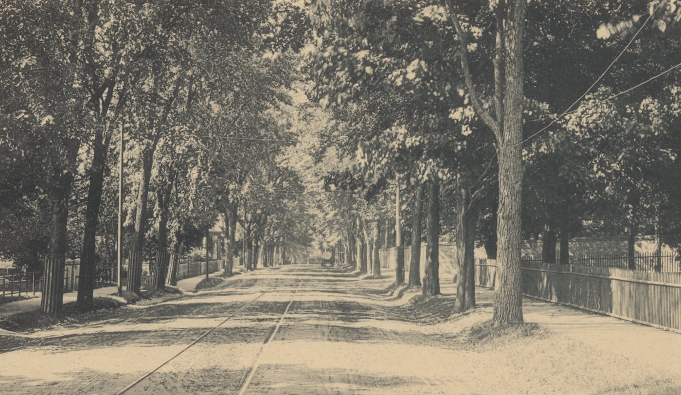 A long avenue under an arch of tall trees, with streetcar tracks in the roadway and a fence at the right