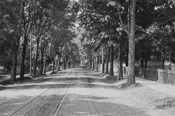 A long avenue under an arch of tall trees, with streetcar tracks in the roadway and a fence at the right